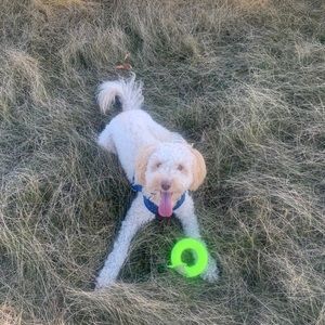 Meet your Posher, Ava